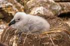 Falkland Islands, West Point Island. Black-browed albatross chick in nest. Art Print